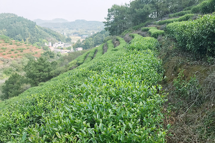 茶葉基地